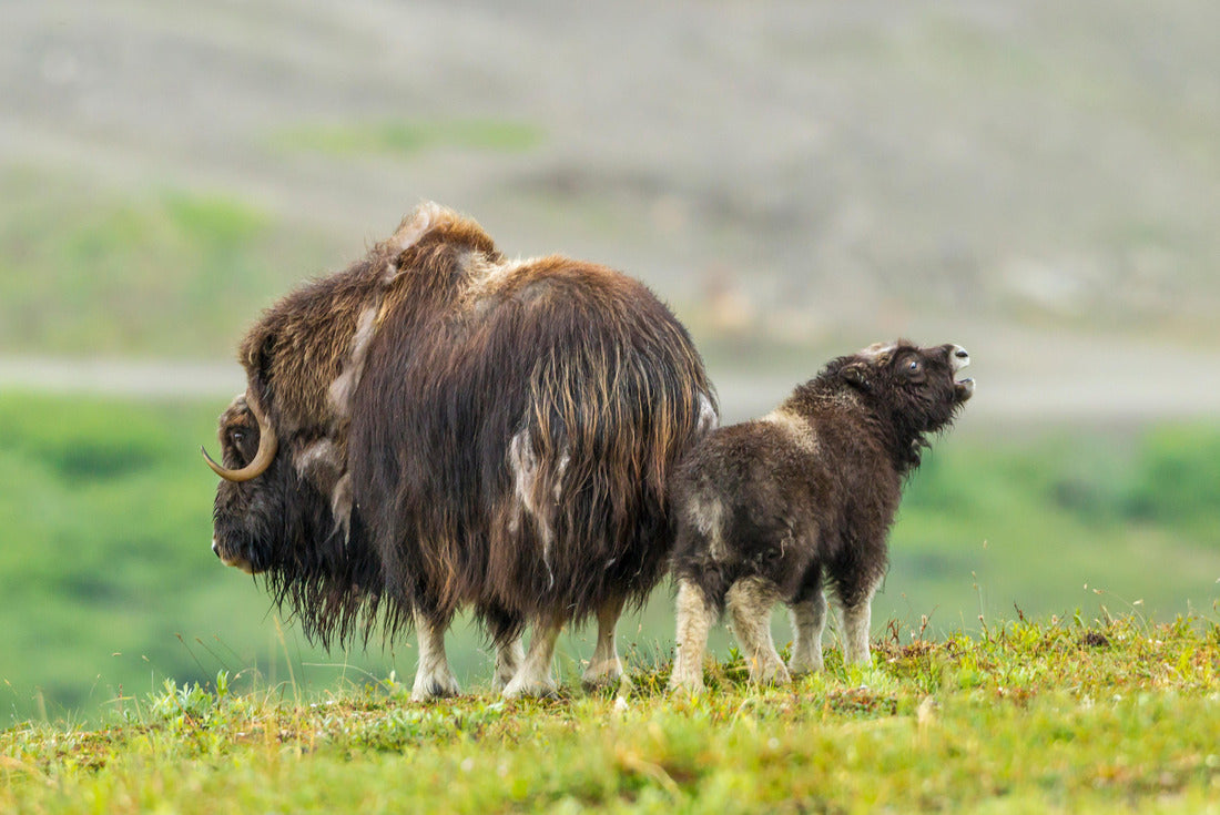 USA, Alaska, Nome Musk ox cow and crying calf 2000pc Puzzle