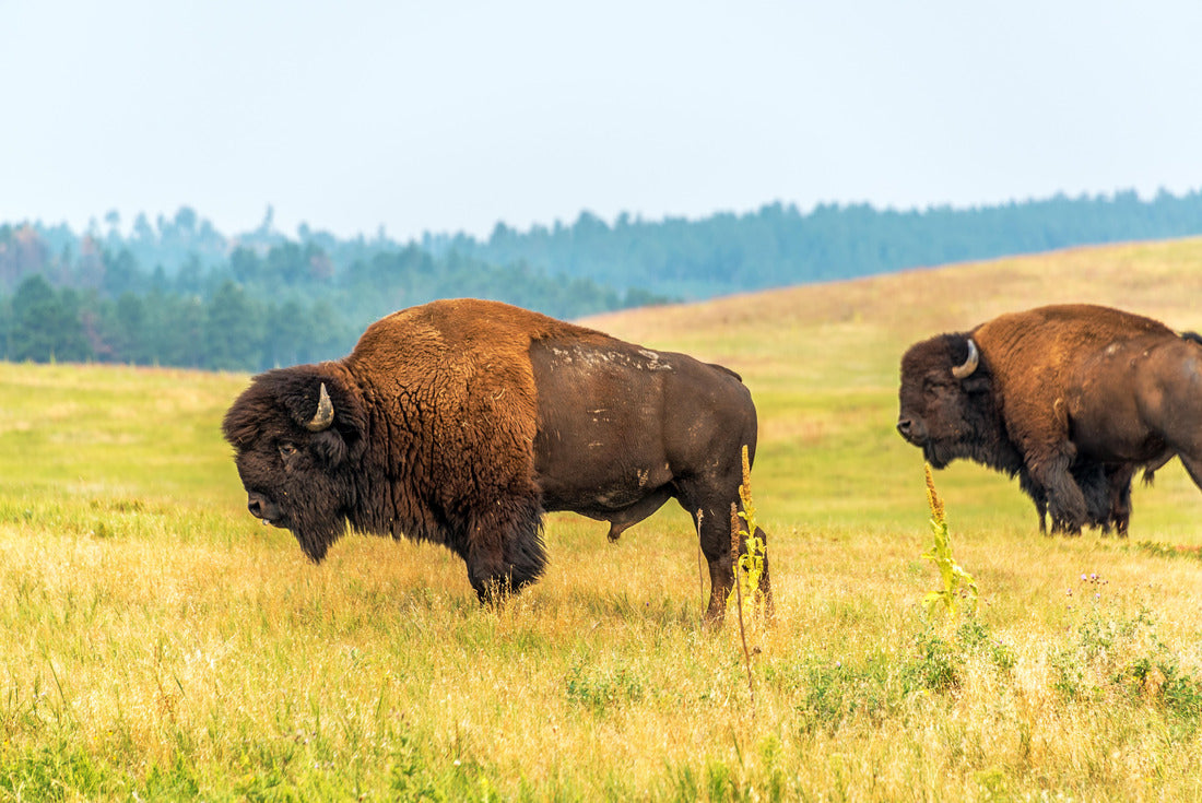 Two bison in Custer State Park, South Dakota 2000pc Puzzle