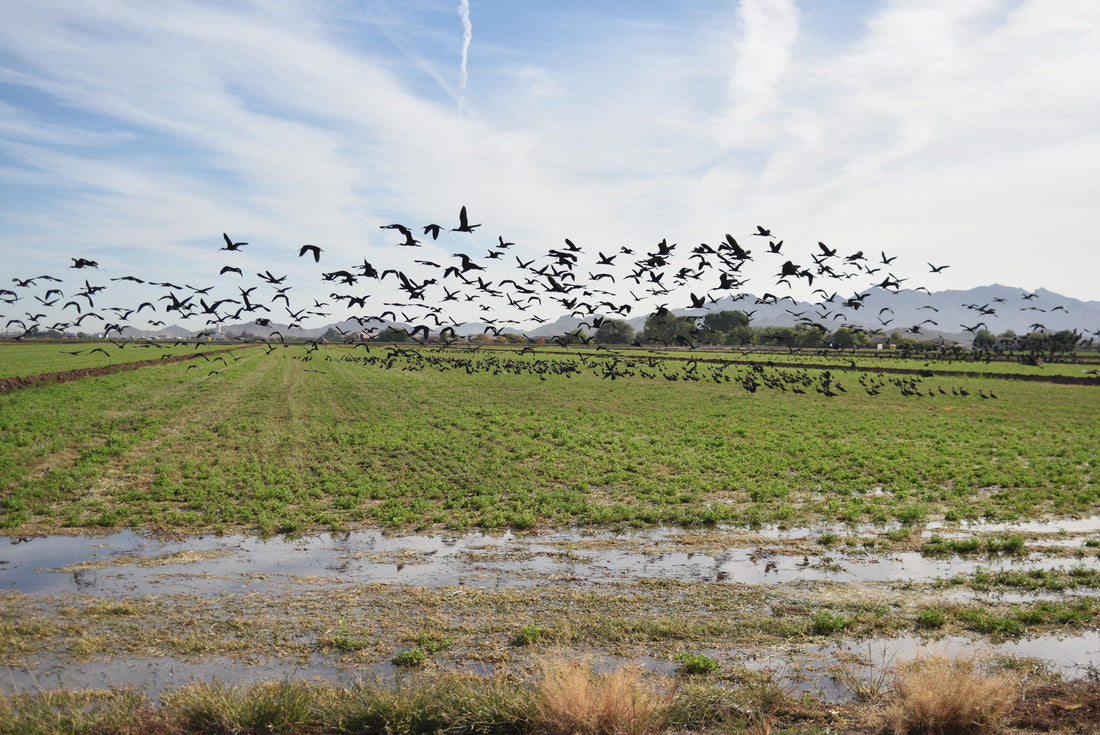 Arizona's glossy Ibis (Plegadis falcinellus) 2000pc Puzzle