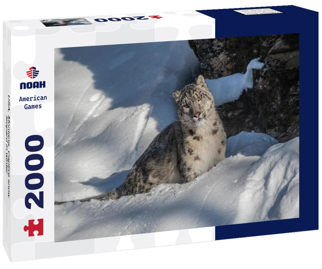 USA, Montana. Captive snow leopard in winter 2000pc Puzzle