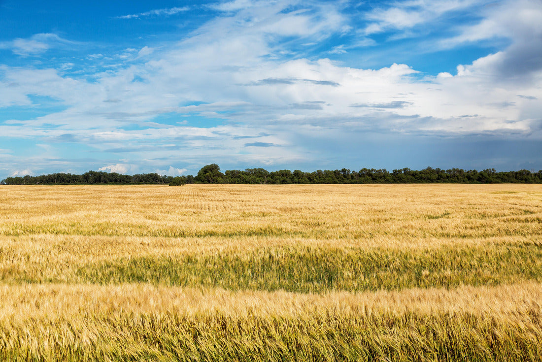 Wheat field in North Dakota on a summer day 2000pc Puzzle