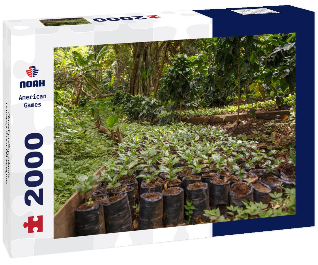 Small coffee plants, nursery from Nicaragua 2000pc Puzzle