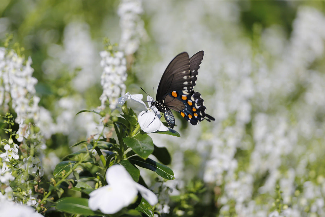 Buttefly in flowers in Bloomington, Indiana 2000pc Puzzle