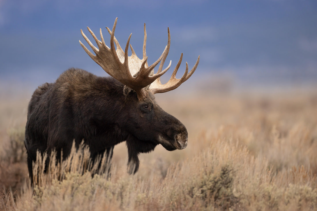Noah Jigsaw Puzzle Moose in Grand Teton National Park, Wyoming 2000 pieces