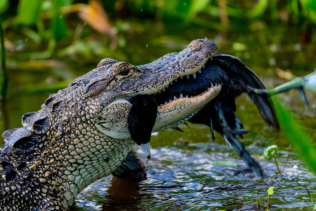 american alligator, viera wetlands, Florida 2000pc Puzzle