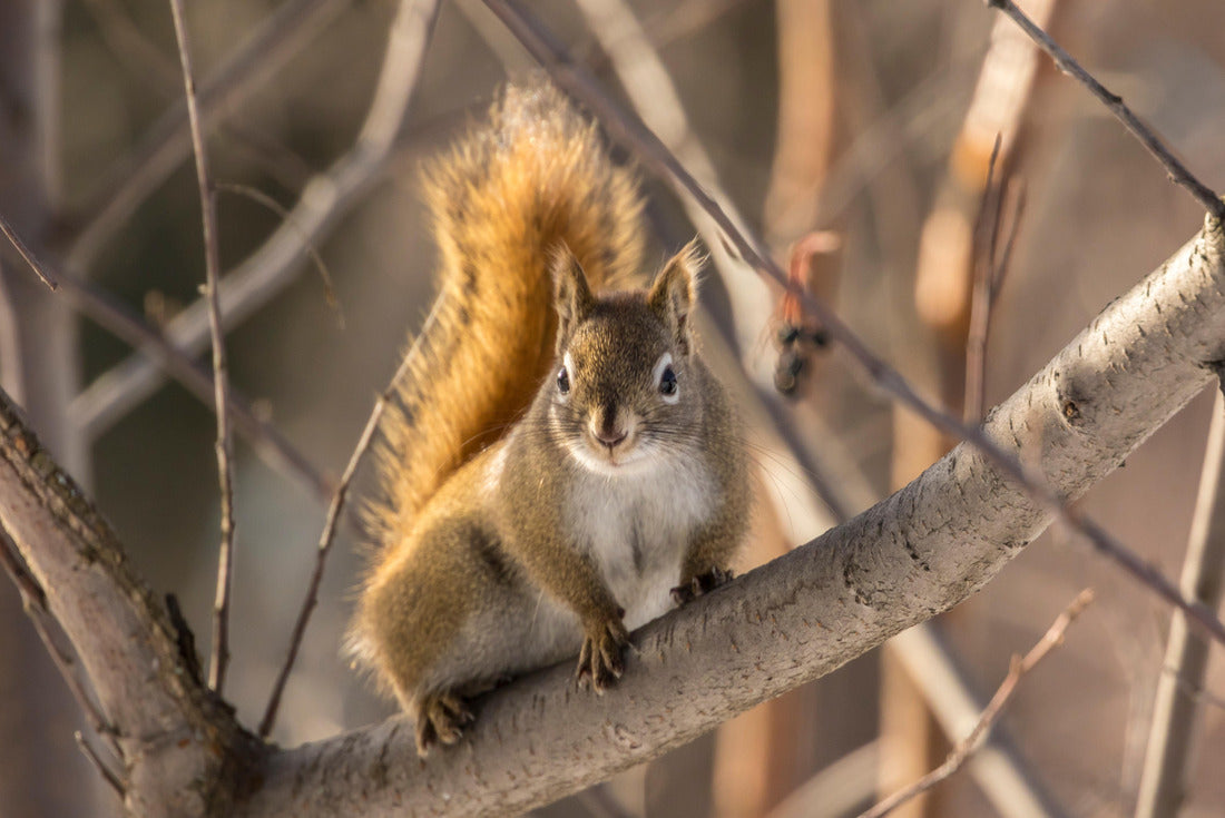 USA, Alaska, Fairbanks Red squirrel in tree 2000pc Puzzle