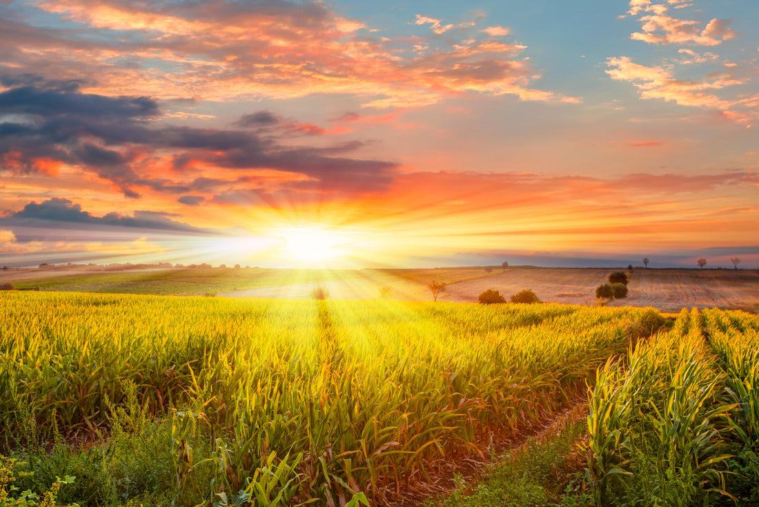 Sunrise over the corn field, rural Iowa USA 2000pc Puzzle