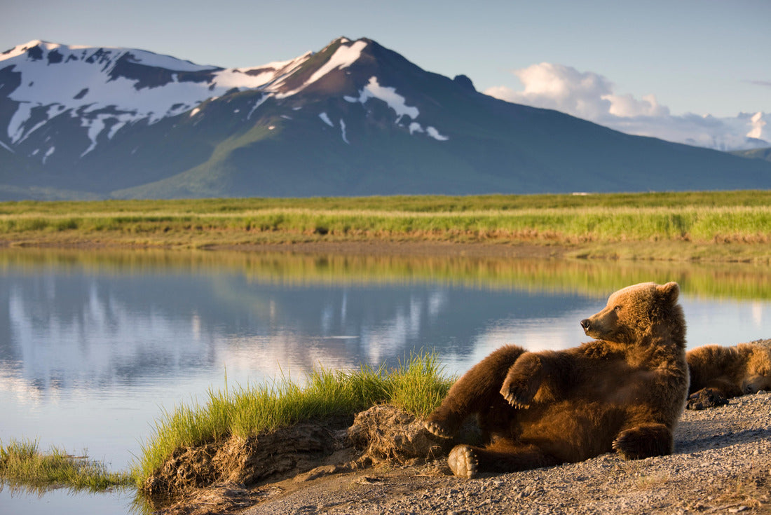 Grizzly Bear, Katmai National Park, Alaska 2000pc Puzzle