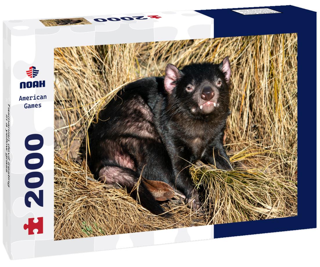 Tasmanian devil iresting in a yellow grass 2000pc Puzzle