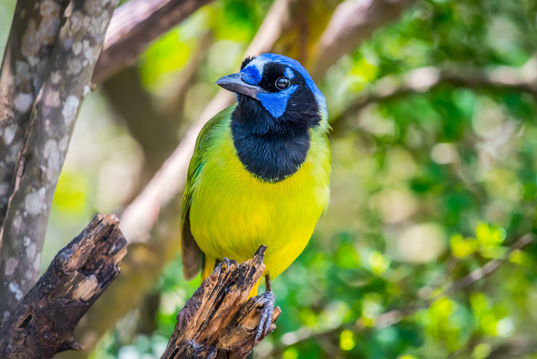 A Green Jay in Laguna Atascosa NWR, Texas 2000pc Puzzle