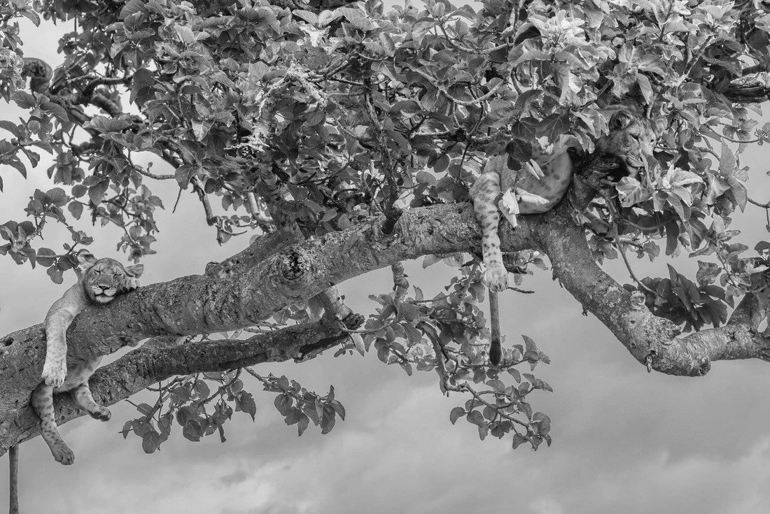 Noah Jigsaw Puzzle Tree climbing lions in Ishasha, Queen Elizabeth National Park Uganda in black white 2000 pieces