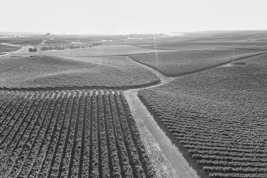 Vineyards scenics in Yolo county, Northern California 2000pc PuzzleBlack and White