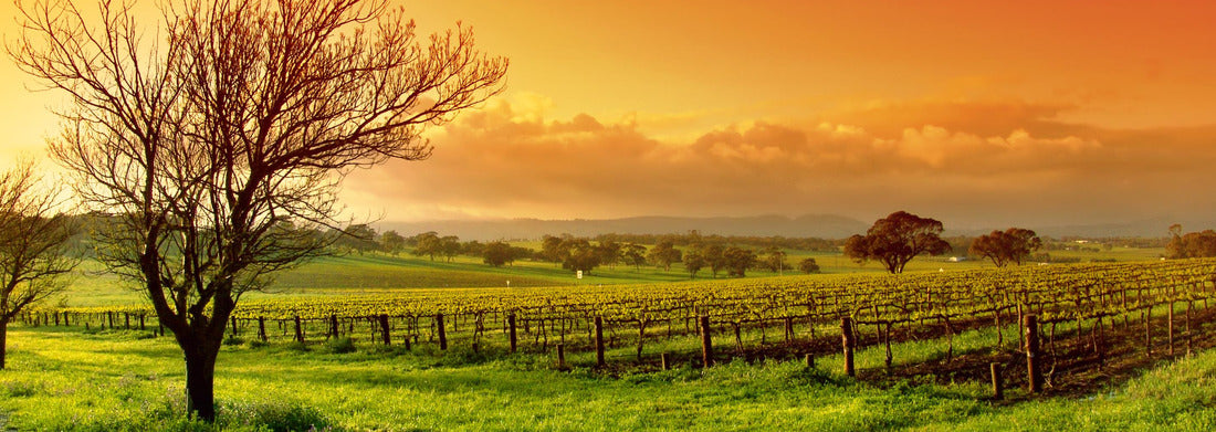 Noah Jigsaw Puzzle Vineyard landscape, panorama Panorama 1000 Pieces