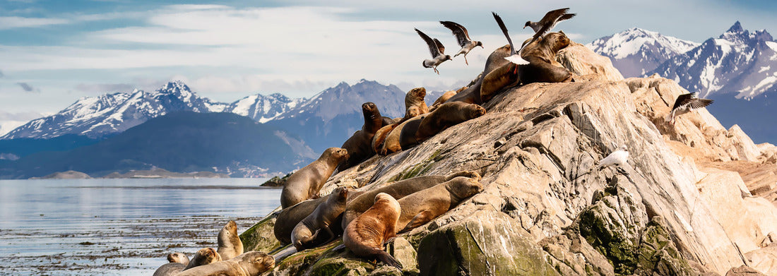 Noah Jigsaw Puzzle Sea lions and albatrosses on the island in the Beagle Channel near Ushuaia. Argentina, panorama Panorama 1000 Pieces
