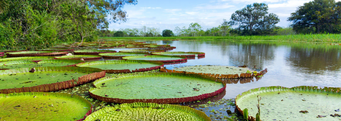 Victoria Regia in the Amazon rainforest, Colombia, 1000pc Panoramic Puzzle