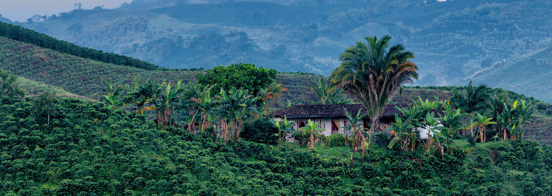 Noah Jigsaw Puzzle Beautiful view of a coffee plantation at dawn near Manizales, Colombia, panorama Panorama 1000 Pieces