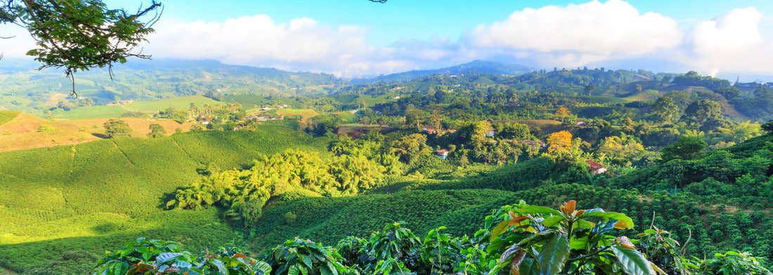 Noah Jigsaw Puzzle View of a coffee plantation near Manizales, Colombia, panorama Panorama 1000 Pieces