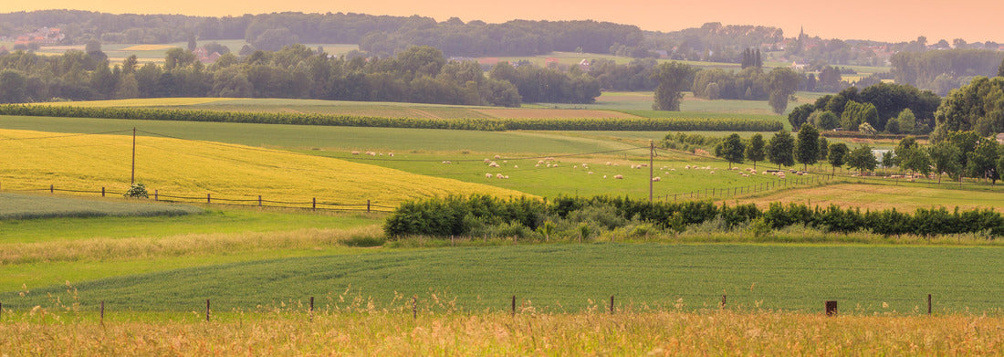 Noah Jigsaw Puzzle Sunset over a green landscape with sheep and a small village in spring. Tienen, Flanders Belgium, Panorama Panorama 1000 Pieces
