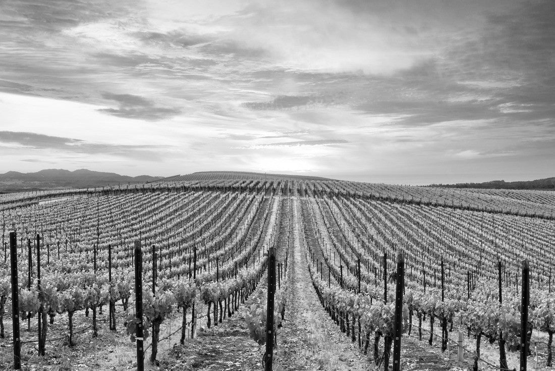Beautiful sunset in the Napa Valley wine country at spring wine farms 2000pc PuzzleBlack and White