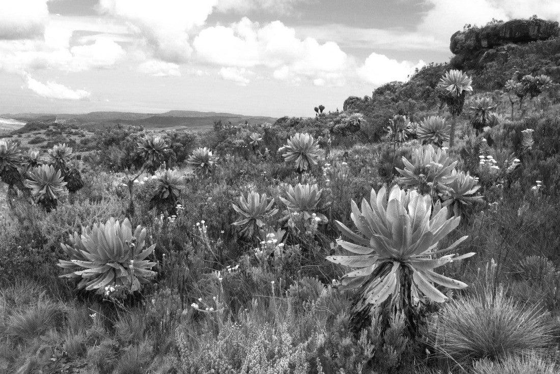 Noah Jigsaw Puzzle Hiking in Mount Elgon, Uganda, Africa in black white 2000 pieces