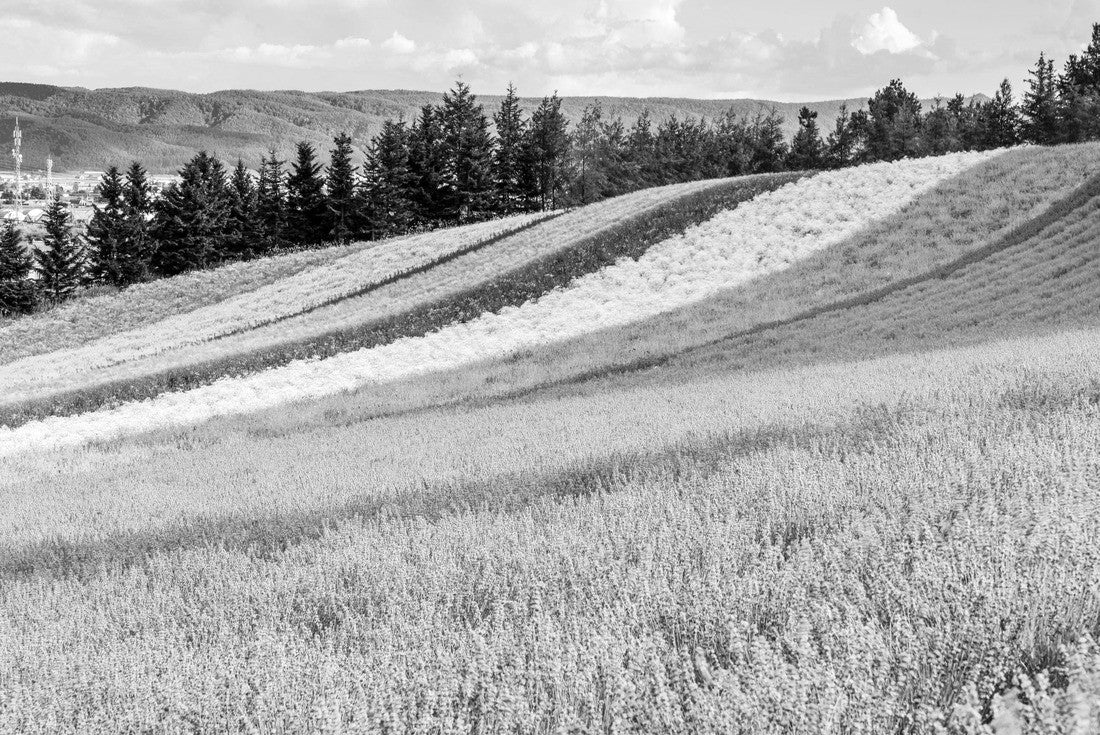 Feld Irodori, Tomita Farm, Furano, Japan. It is the famous and beautiful flower fields in Hokkaido 2000pc PuzzleBlack and White
