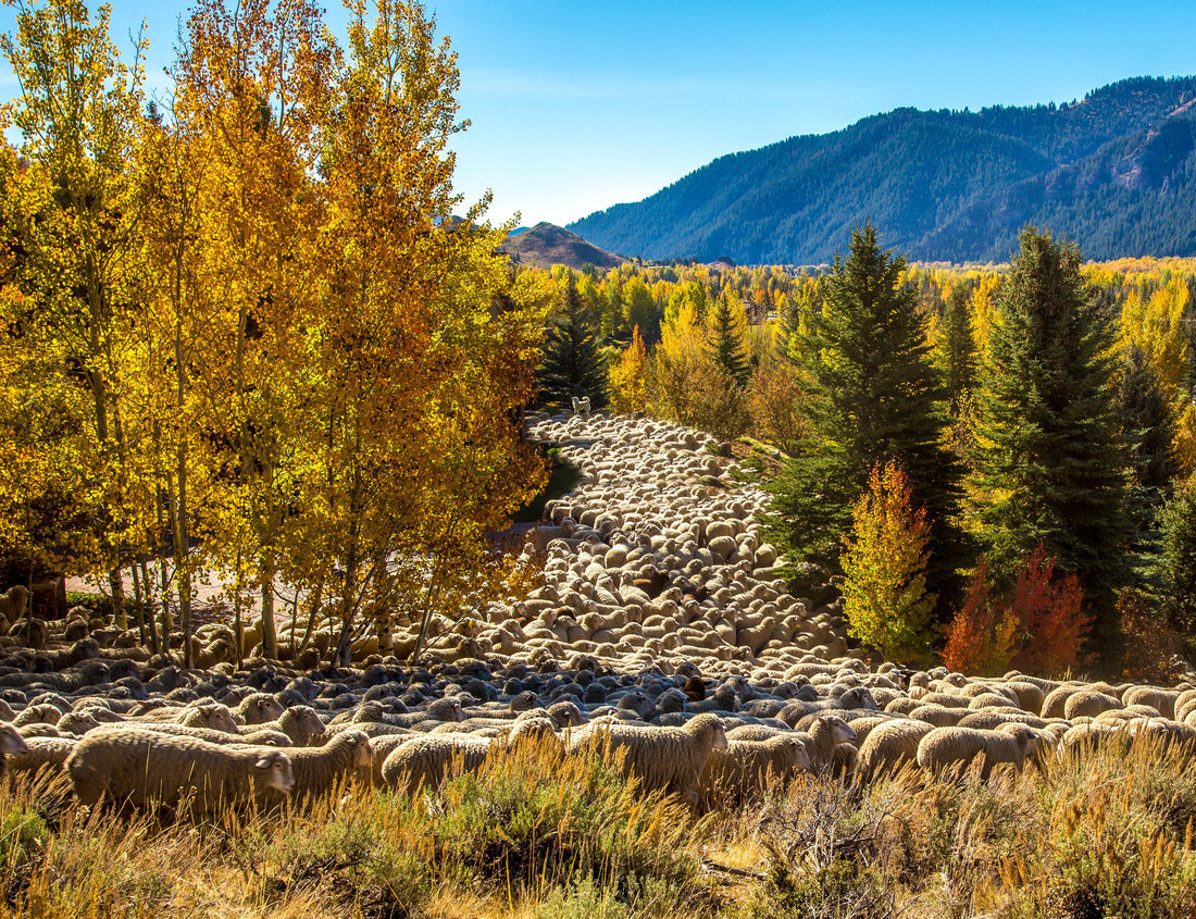 Noah Jigsaw Puzzle A flock of sheep is being brought down from high pasture and driven through Ketchum as part of the trailing of the sheep festival in Hailey, Idaho 1000 Pieces