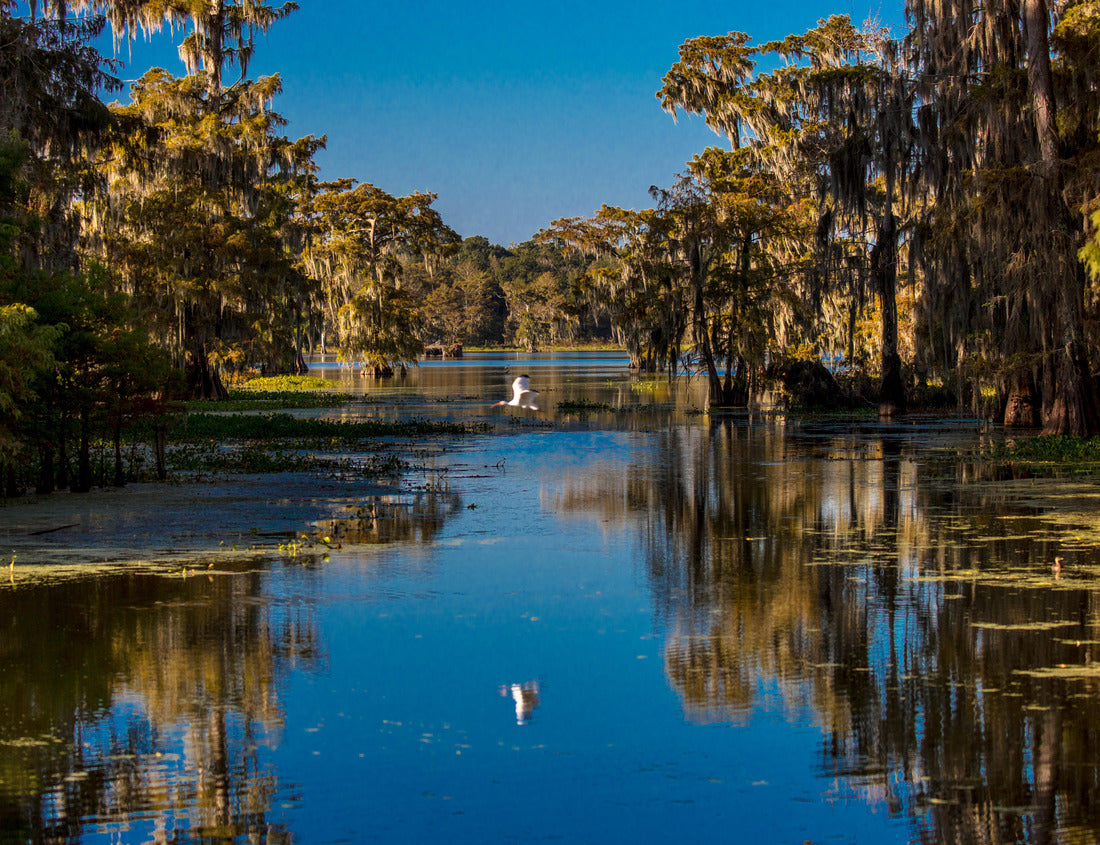 Noah Jigsaw Puzzle Lafayette, Louisiana, USA - White Egret flies in Cajun Swamp & Lake Martin, near Breaux Bridge and Lafayette Louisiana 1000 Pieces