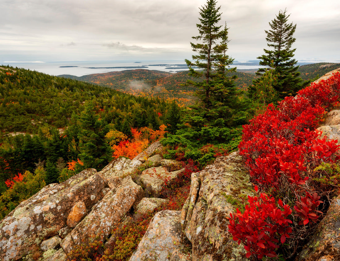 Noah Jigsaw Puzzle Vibrant fall colors in Acadia National Park near the top of the mountain on a charming day with bright reds, oranges and yellows in the trees and strong foreground interest from three trees 1000 Pieces