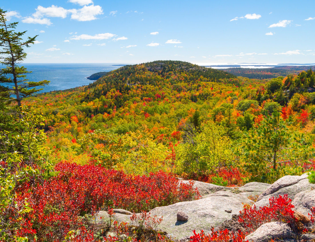 Noah Jigsaw Puzzle Fall leaves in Acadia National Park, Maine, USA 1000 Pieces