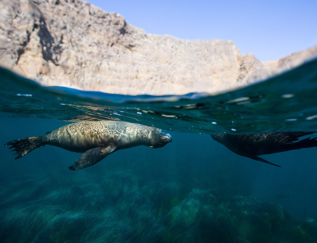 Noah Jigsaw Puzzle Sea lions at Anacapa Island, Channel Islands National Park 1000 Pieces