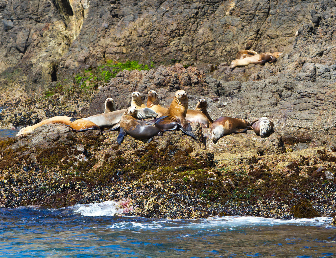 Noah Jigsaw Puzzle Sea lions, Channel Islands National Park, California, USA 1000 Pieces