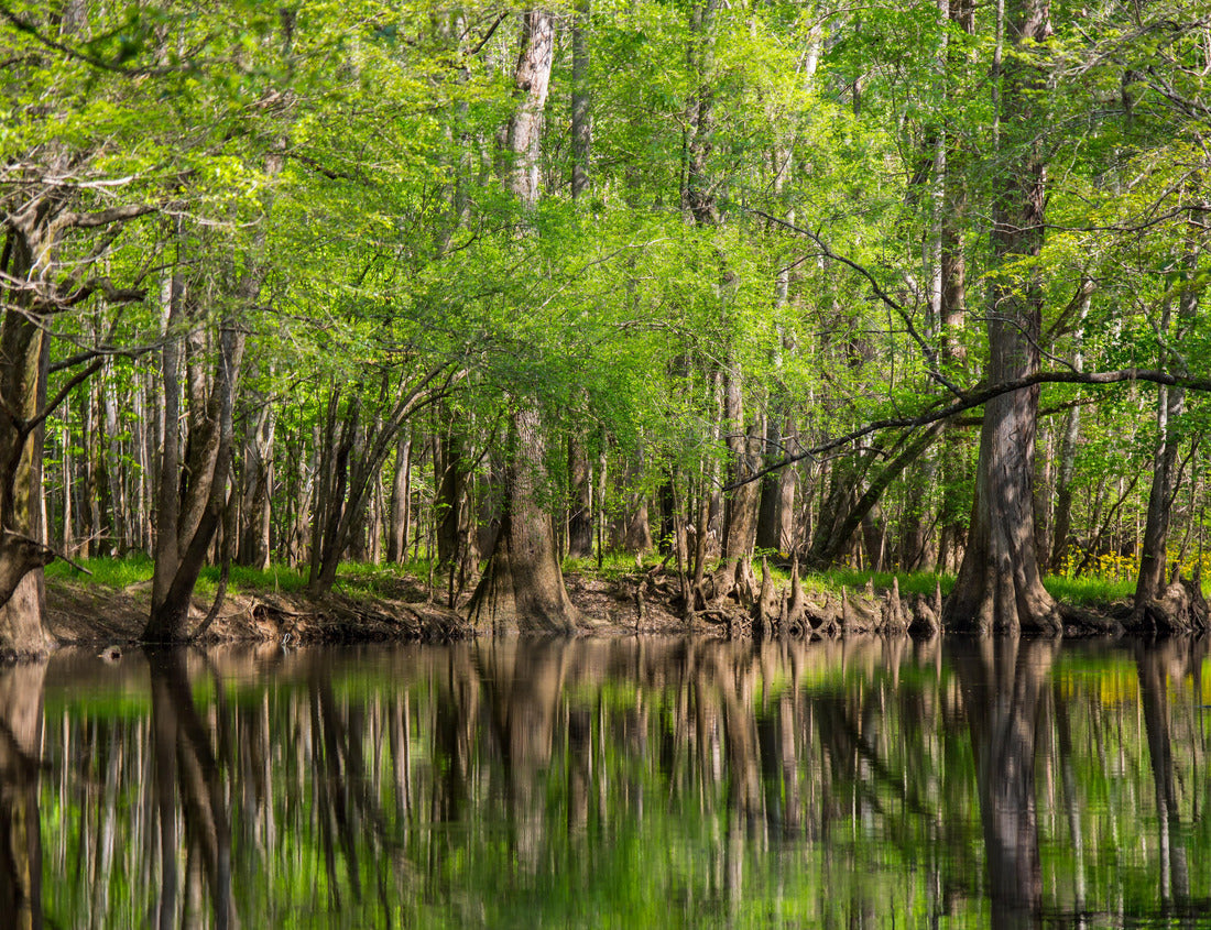 Noah Jigsaw Puzzle Tall Trees Reflected on Waters Edge, Cedar Creek Congaree National Park, Cypress and Loblolly Pine 1000 Pieces