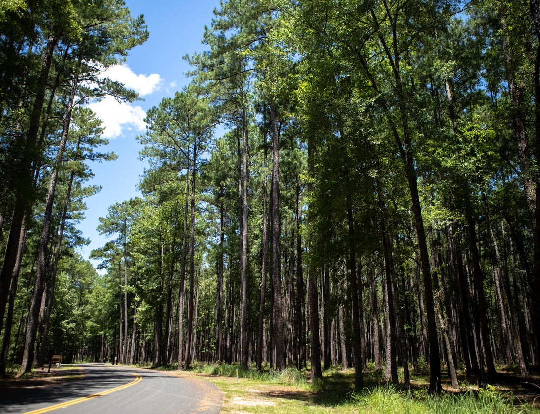 Noah Jigsaw Puzzle Open road in Congaree National Park entrance 1000 Pieces