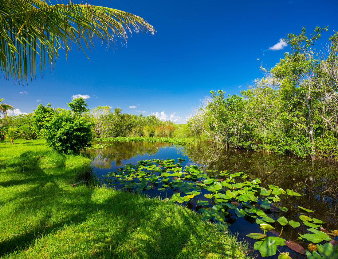 Noah Jigsaw Puzzle Swamp and grass. Water and tree. Everglades National Park. Florida. USA 1000 Pieces