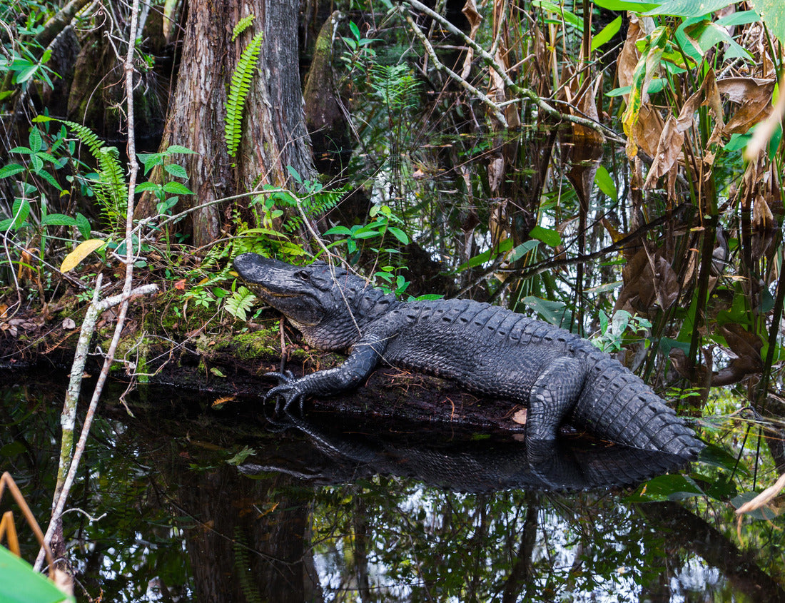 Noah Jigsaw Puzzle Alligator at Everglades National Park, Florida 1000 Pieces