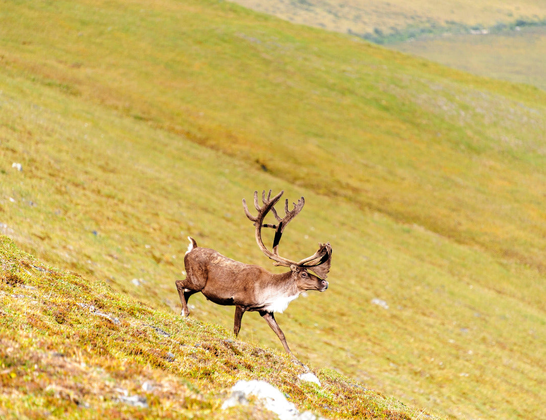 Noah Jigsaw Puzzle USA, Alaska, Gates of the Arctic National Park. bull caribou in it's summer habitat 1000 Pieces