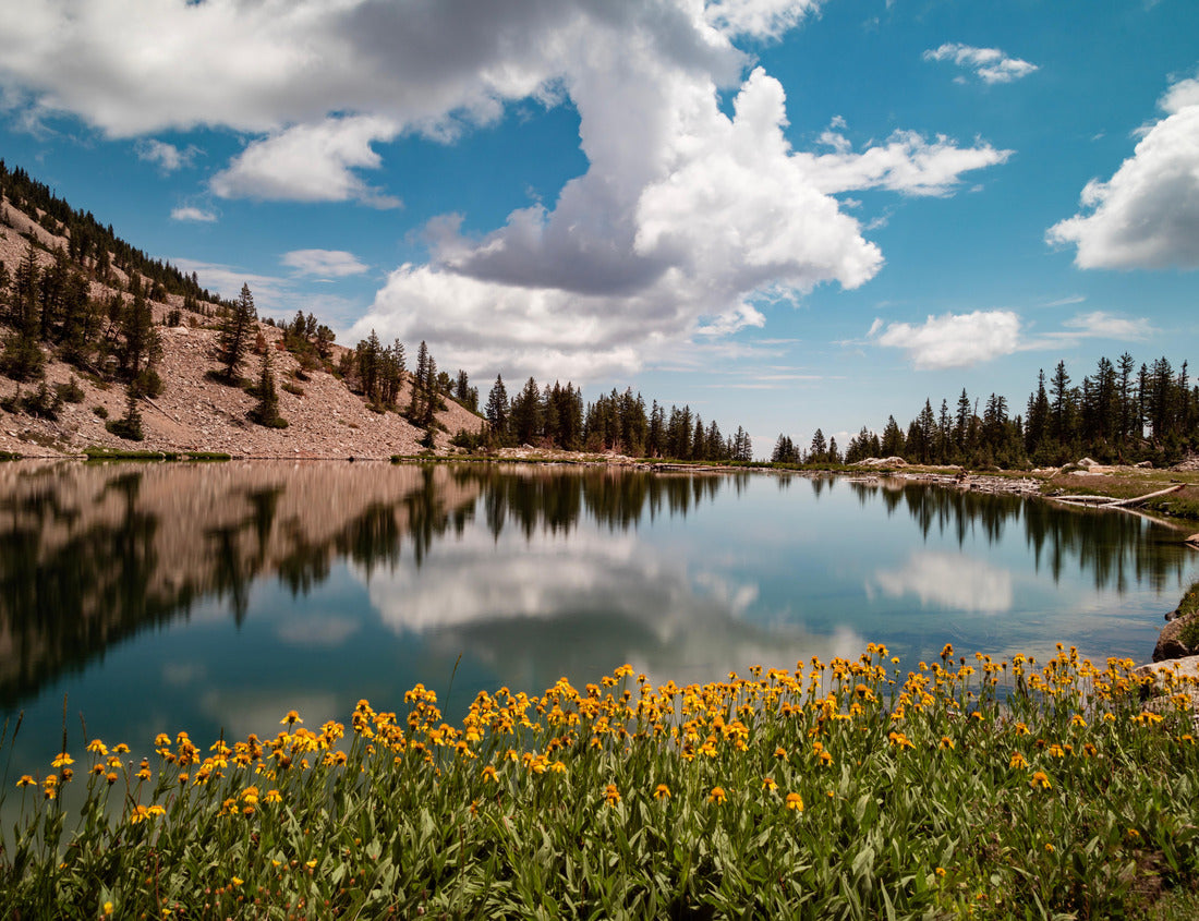 Yellow flowers on the edge of Johnson Lake, an alpine lake in the Snake Range, located inside Great Basin National Park in Nevada, seen on a summer day. Large cumulus clouds are seen in the blue sky 1000pc Puzzle