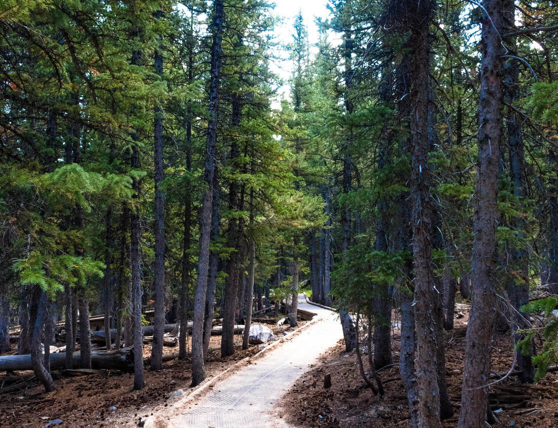 Noah Jigsaw Puzzle A trail inside Great Basin National Park 1000 Pieces