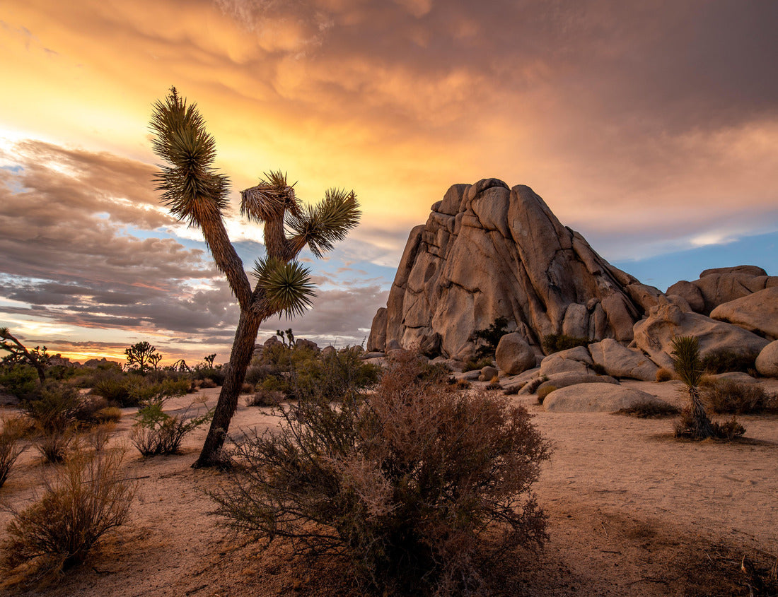Noah Jigsaw Puzzle Joshua Tree National Park in California. The cloudy sunset was shot just after a big storm. This situations led to a breathtaking cloudy sky that took fire during sunset 1000 Pieces
