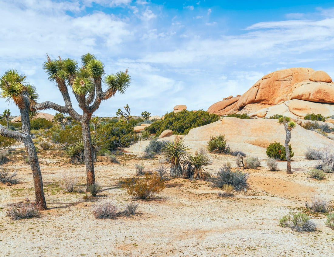 Noah Jigsaw Puzzle Skull Rock Area in Joshua Tree National Park in a sunny day. California. USA 1000 Pieces