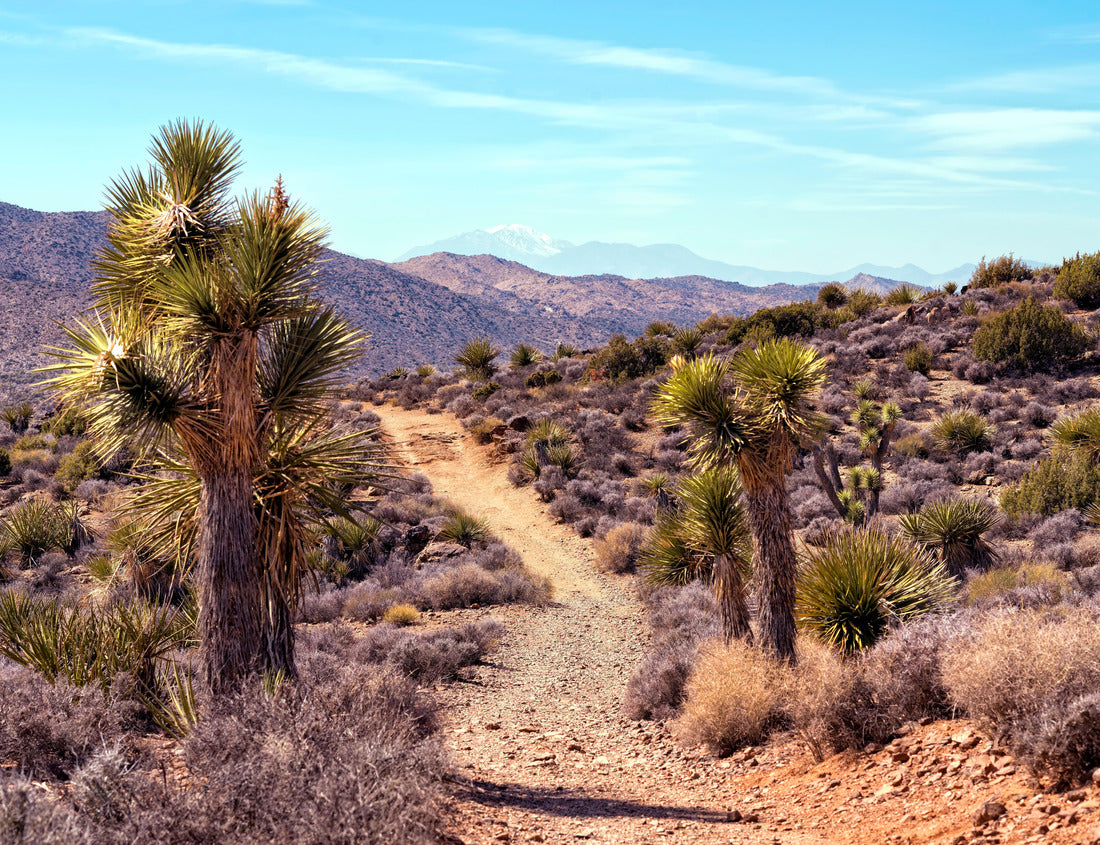 Noah Jigsaw Puzzle Desert trail in Joshua Tree National Park California 1000 Pieces
