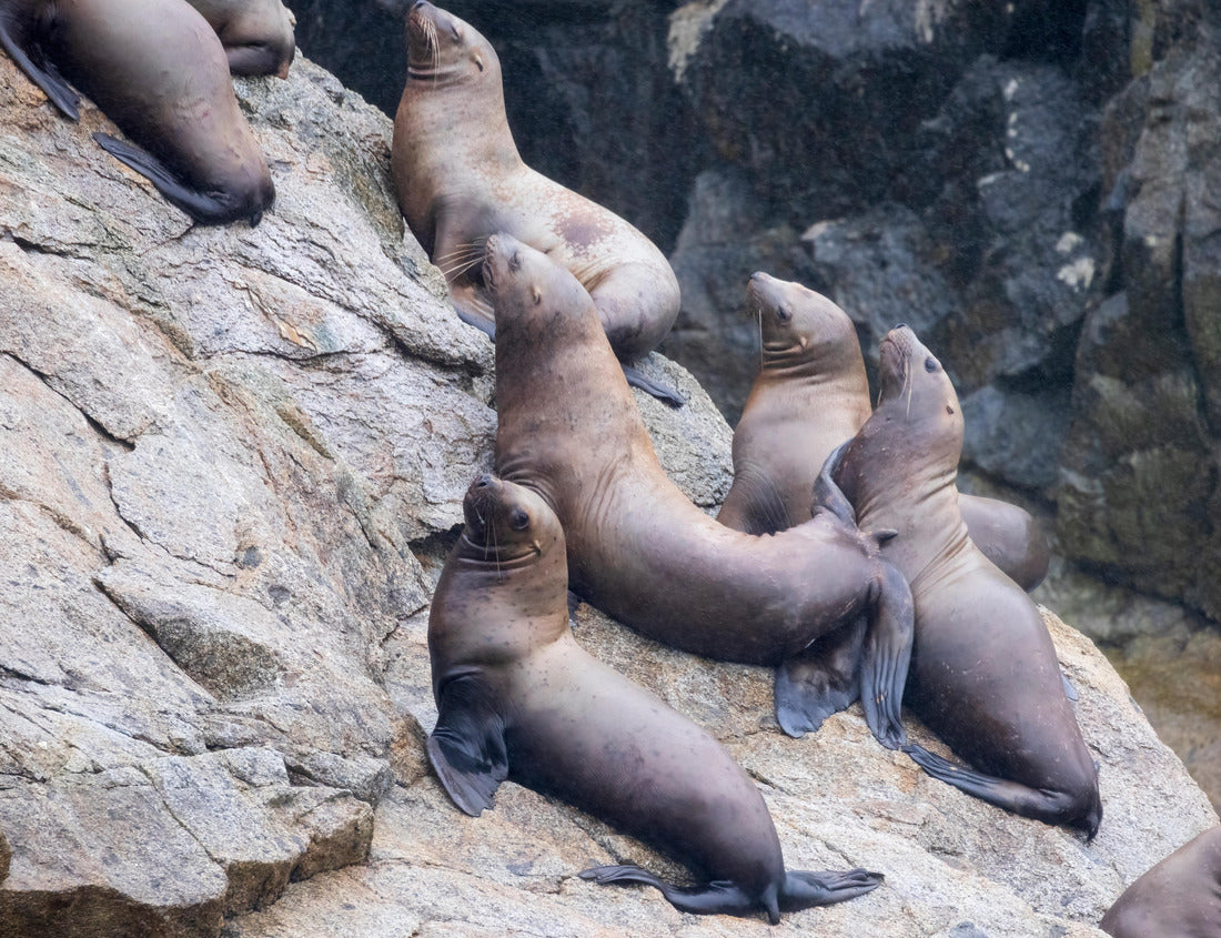 Noah Jigsaw Puzzle Wild sea lions in Kenai Fjords National Park in Alaska 1000 Pieces