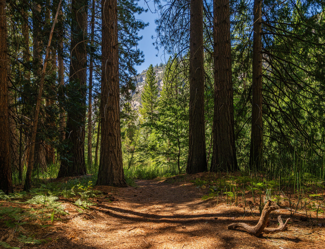 Noah Jigsaw Puzzle A trailhead in forest of Zumwalt Meadows in the Kings Canyon national park 1000 Pieces