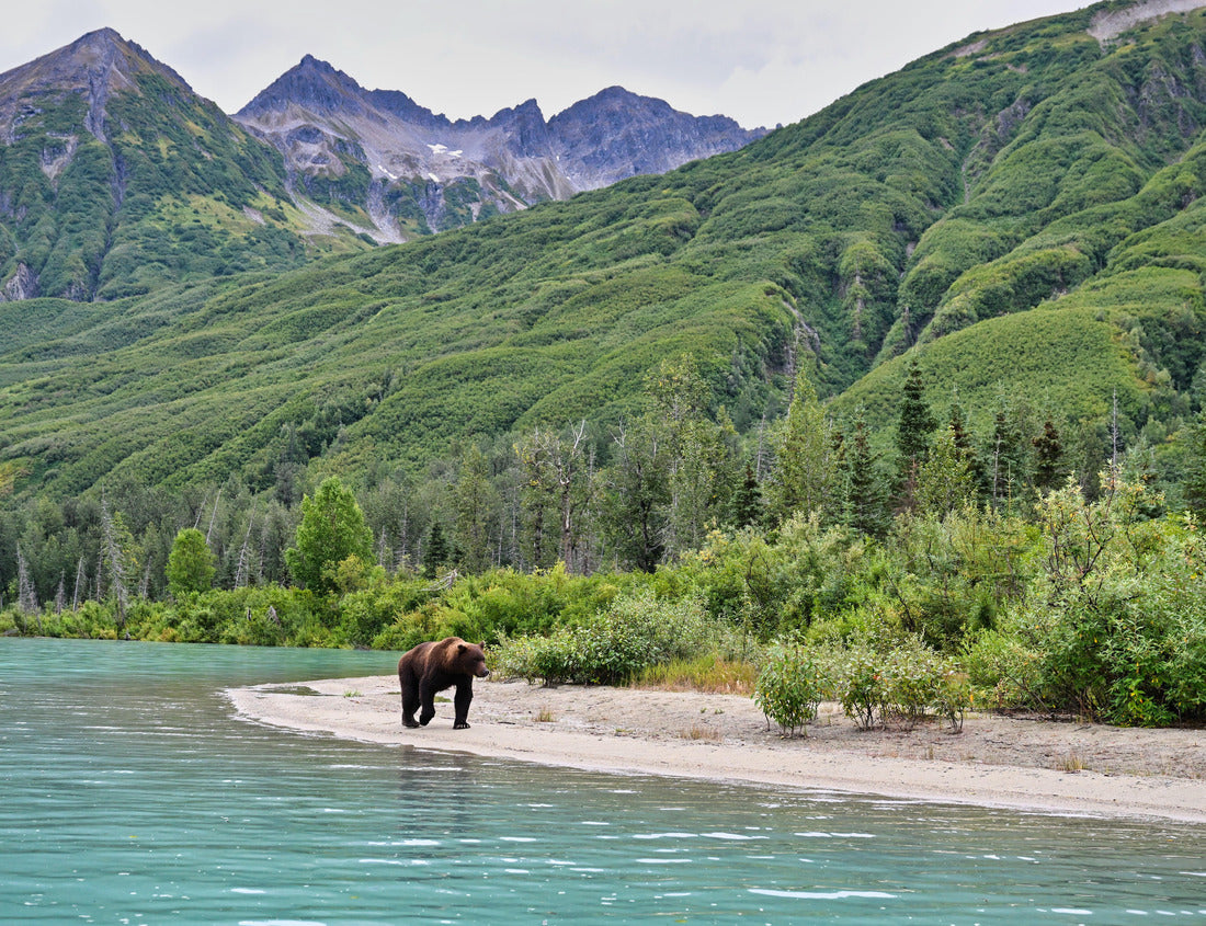 Noah Jigsaw Puzzle The Alaskan Brown Bear (Ursus horribilis) in Lake Clark National Park Alaska 1000 Pieces