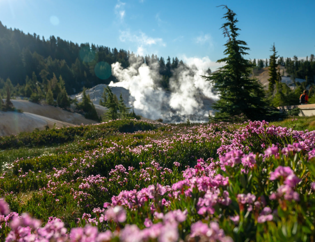 Noah Jigsaw Puzzle Steam Rising Behind Blanket of Bright Pink Flowers in Lassen Volcanic National Park 1000 Pieces