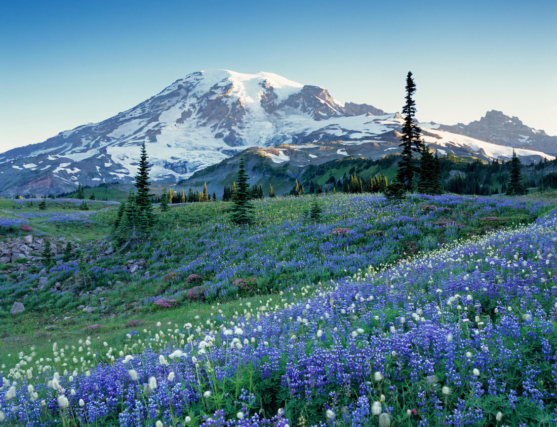 Noah Jigsaw Puzzle Washington State, Mount Rainier National Park, Lupine and Bistort meadow on Mazama Ridge 1000 Pieces