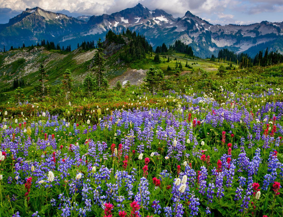 Noah Jigsaw Puzzle USA, Washington State, Mount Rainier National Park. Wildflowers carpet edge of Paradise hiking trail 1000 Pieces