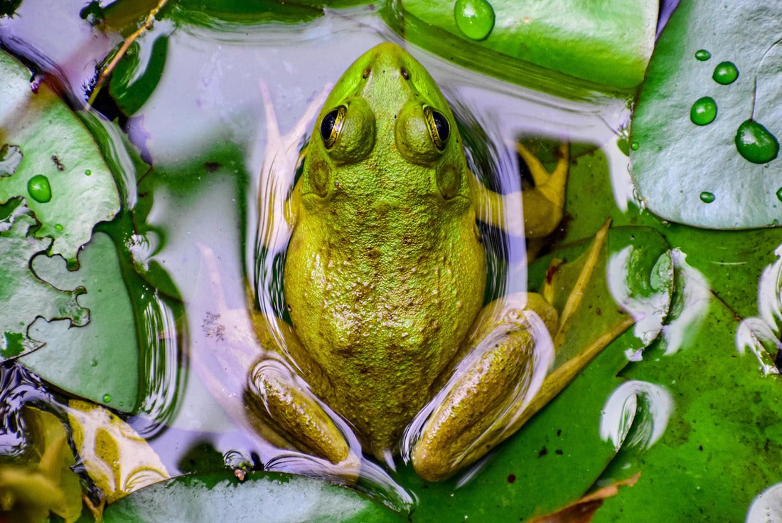 Noah Jigsaw Puzzle Frog near Mammoth Cave National Park 2000 pieces