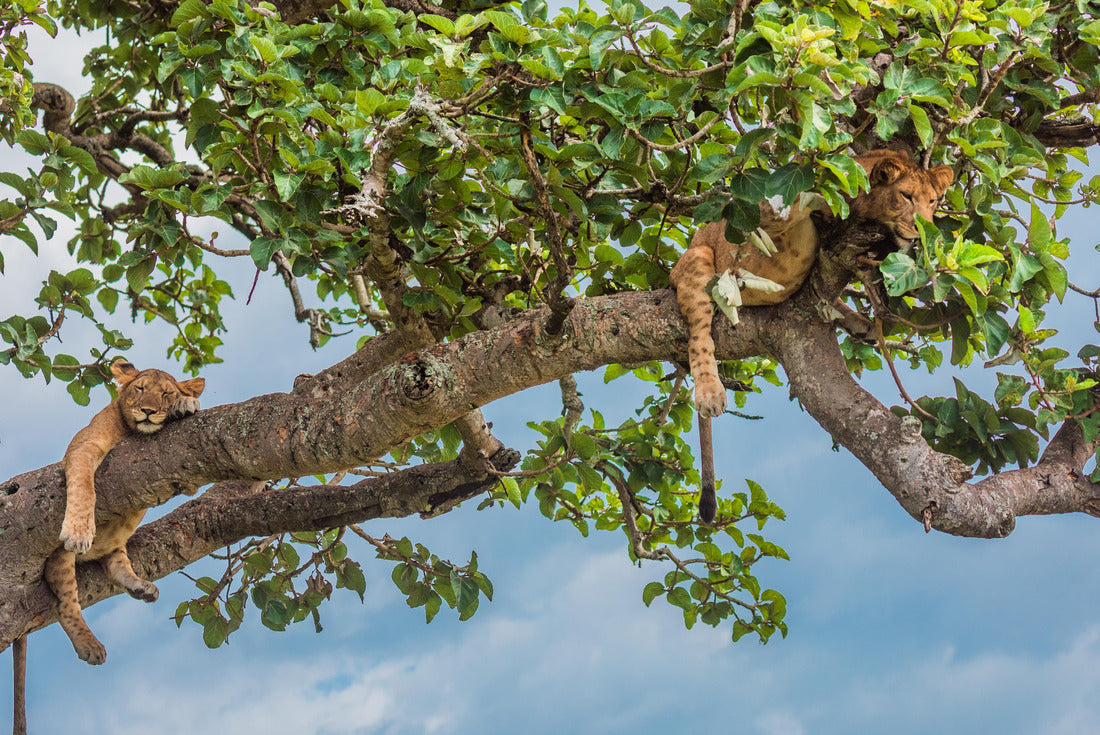 Tree climbing lions in Ishasha, Queen Elizabeth National Park Uganda 2000pc Puzzle