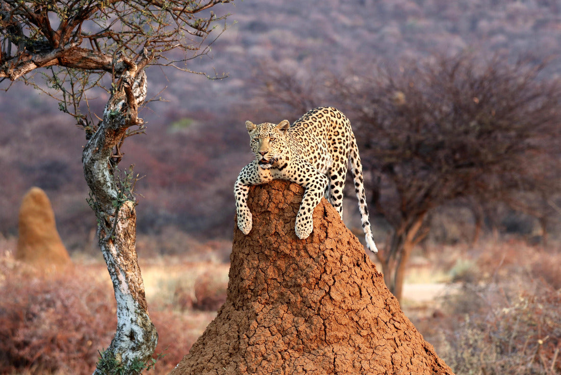 Noah Jigsaw Puzzle Leopard on a termite hill - Namibia Africa 2000 pieces